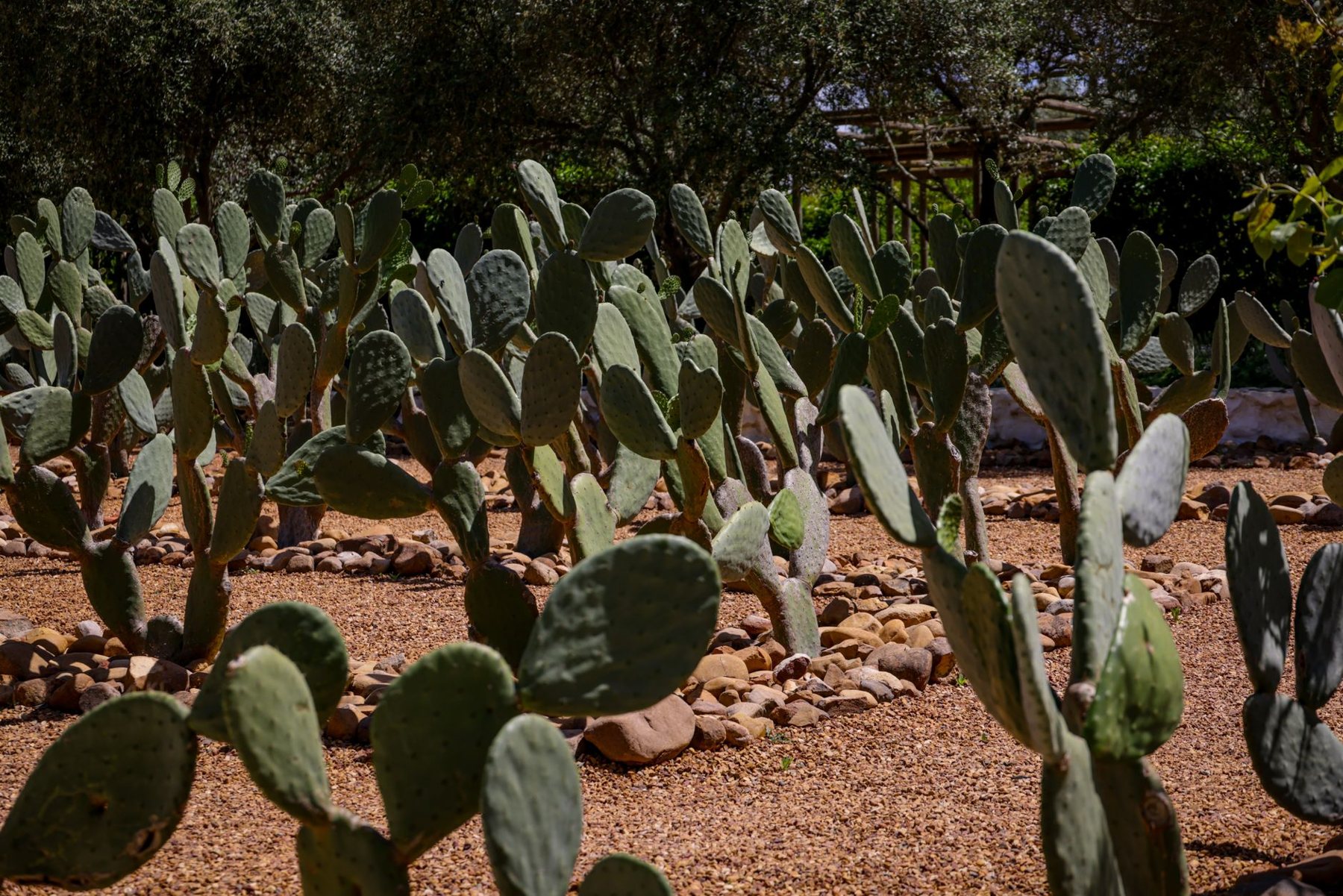 Desert Landscaping & Xeriscape in Queen Creek AZ