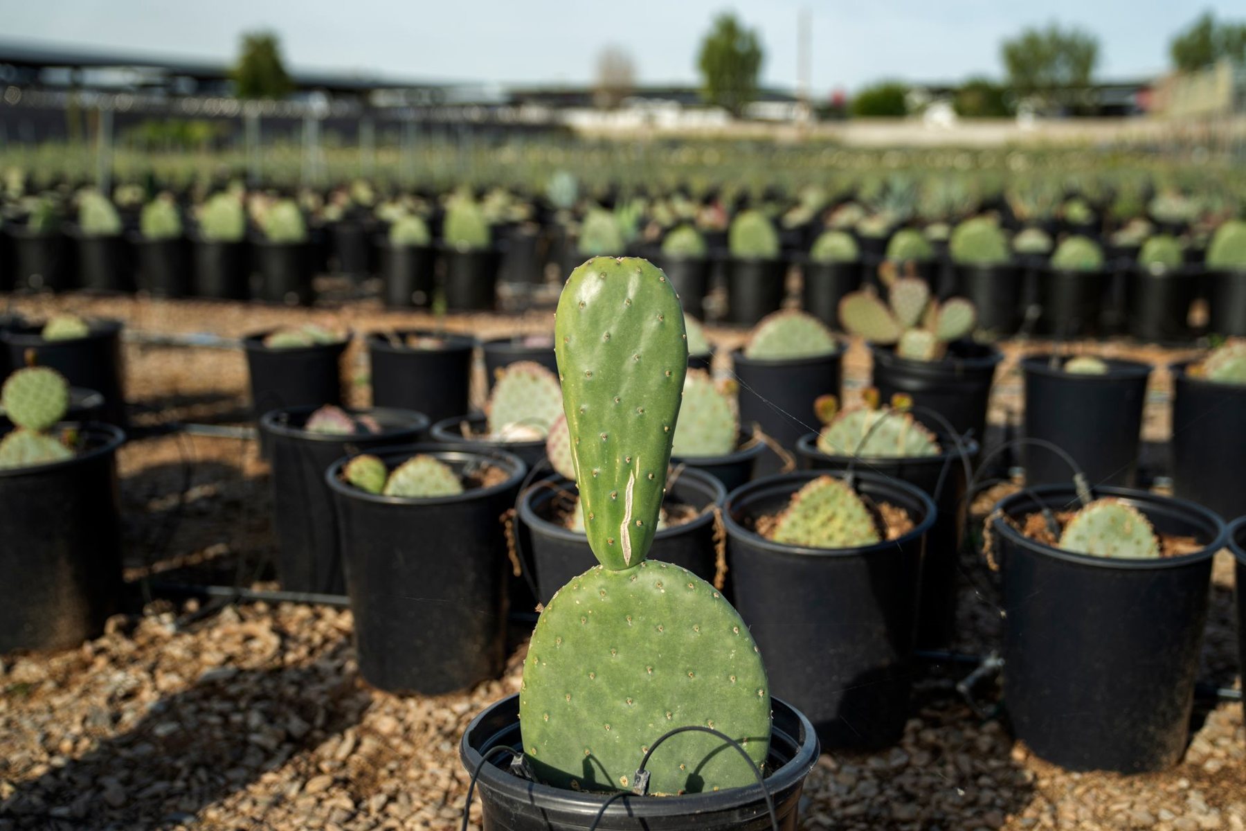 Desert xeriscape design in Queen Creek, AZ